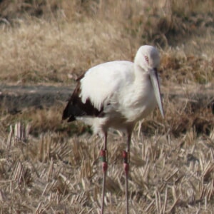 コウノトリ